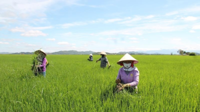 tinh dầu sả chanh nguyên chất Đắk Lắk