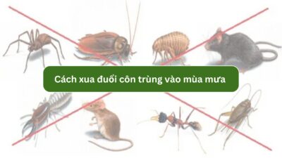 cách xua đuổi côn trùng vào mùa mưa