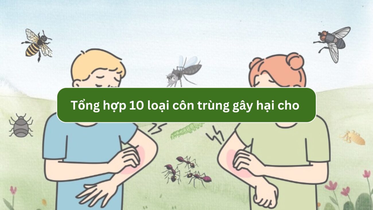 Tổng hợp 10 loại côn trùng gây hại cho gia đình